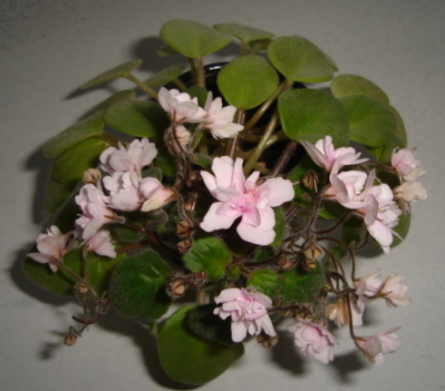 DSC00171.JPG