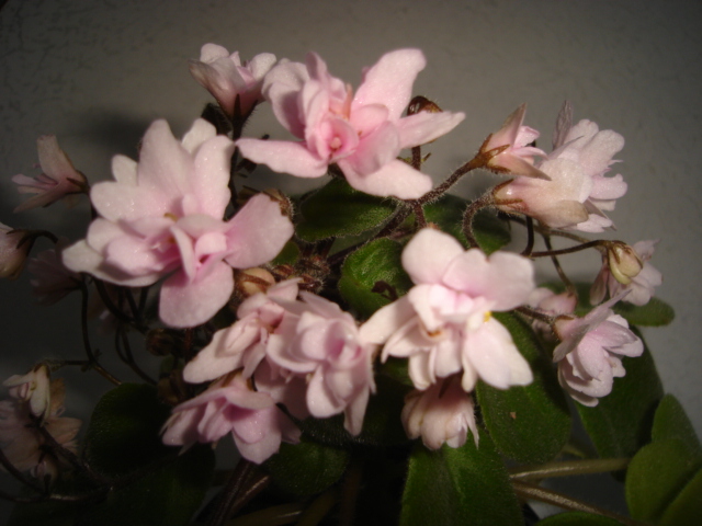 DSC00176.JPG