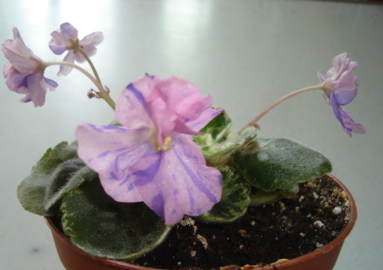 DSC00795.JPG
