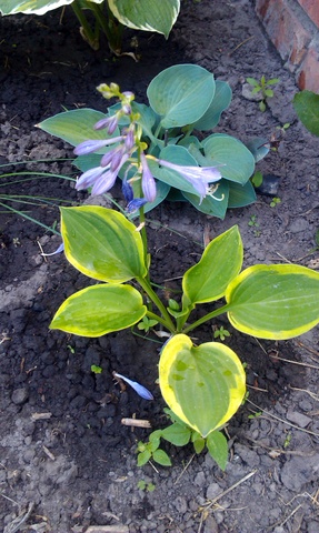 IMAG0499.jpg