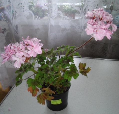 DSC00415.JPG