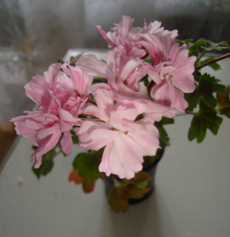 DSC00411.JPG