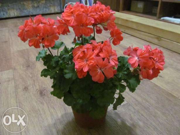223599106_1_644x461_pelargoniya-flaming-katy-kiev.jpg