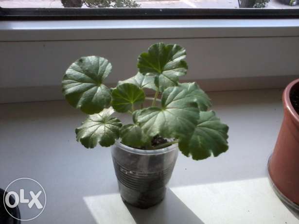 223599106_3_644x461_pelargoniya-flaming-katy-komnatnye-rasteniya.jpg