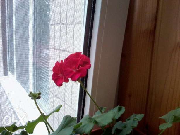 218409404_3_644x461_pelargoniya-pac-foxy-komnatnye-rasteniya_rev013.jpg