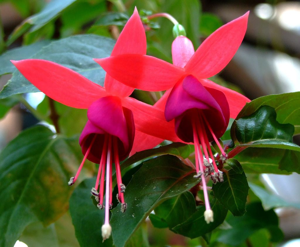 Fuchsia-hybrida_2.jpg