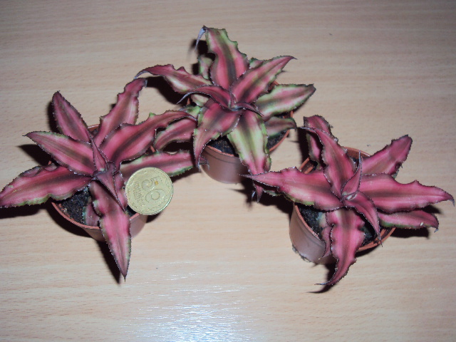 DSC00079.JPG