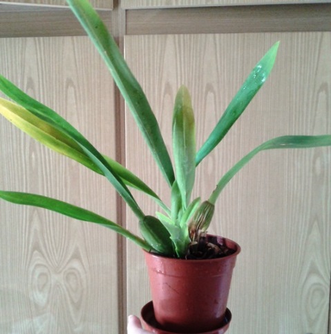 Фото-1066 (3) - копия.jpg