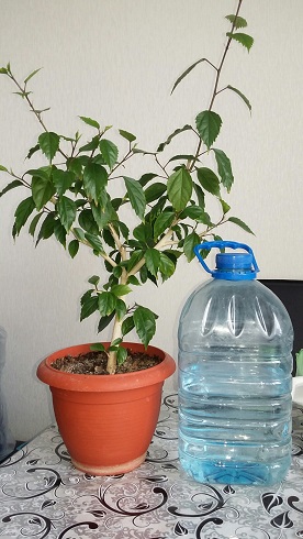 20150624_162320_resized.jpg