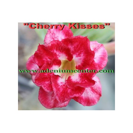 cherry-kisses-big.jpg