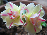 adenium lemon pink.jpg