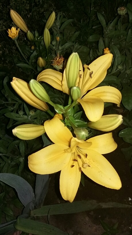 20150704_211147_resized.jpg