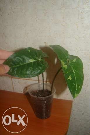 панаа.jpg