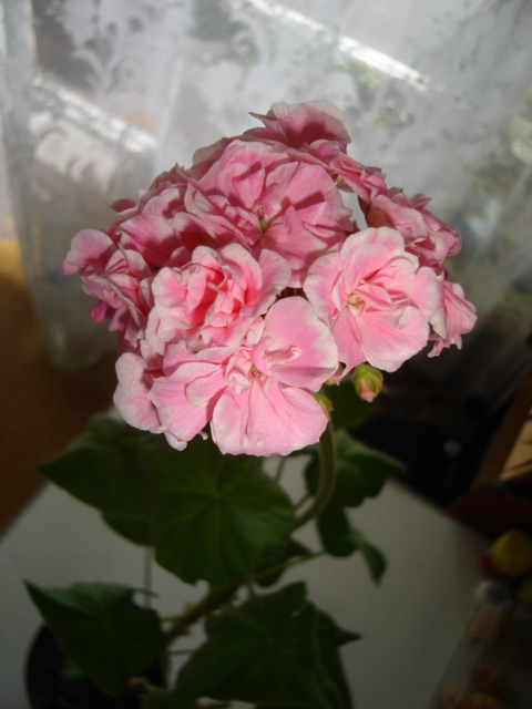 Frou-Frouмоя.JPG