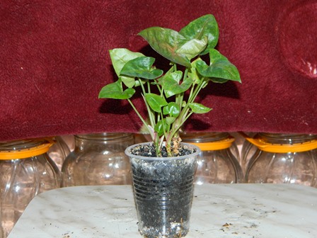 DSCN9892.JPG
