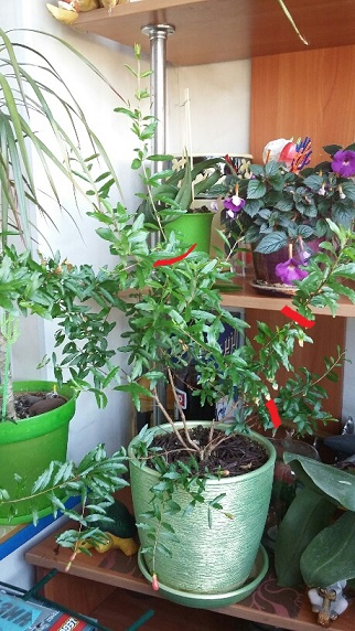 20150708_193348_resized.jpg