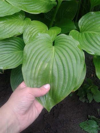 20150621_170239.jpg