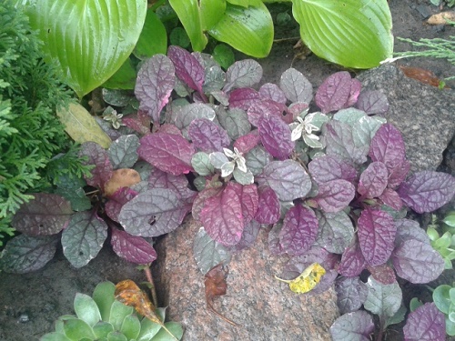 20150629_173001.jpg
