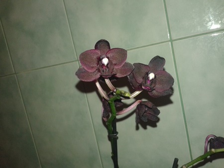 20150706_181850.jpg