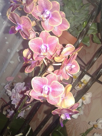 20150519_180848.jpg