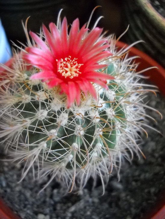 Parodia..jpg