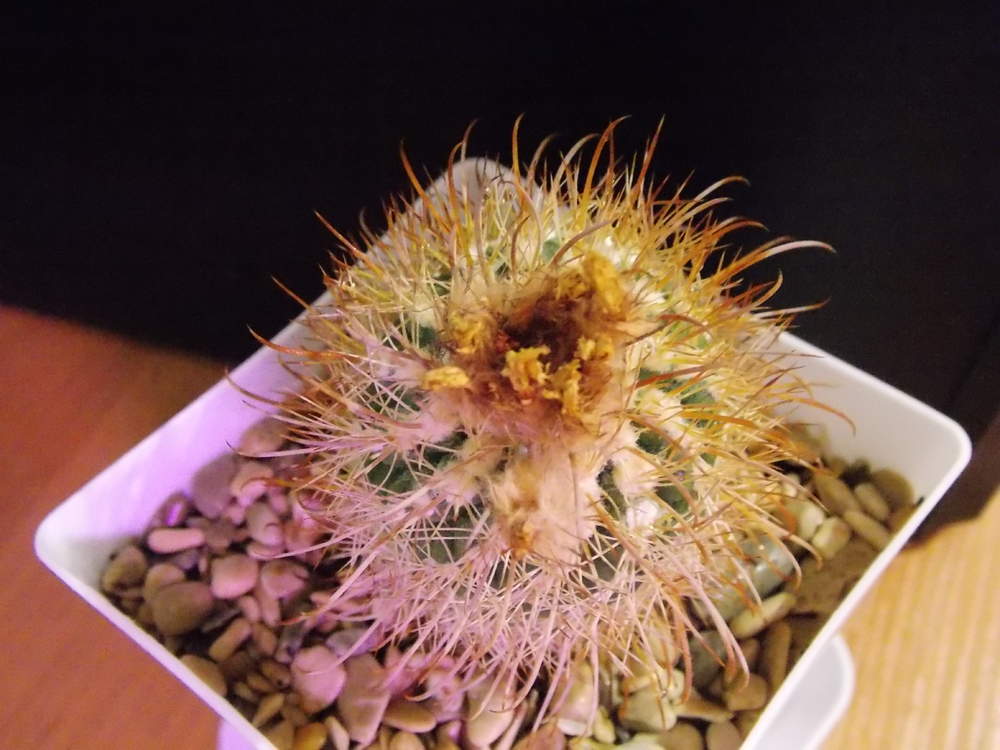 DSCN2454.jpg
