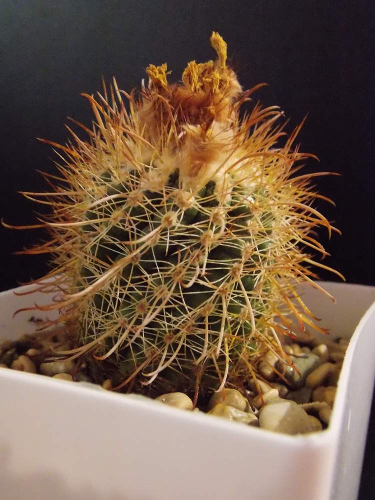 DSCN2453.jpg