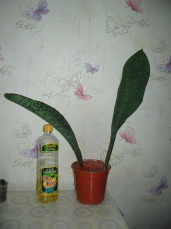 IMG_0706.jpg