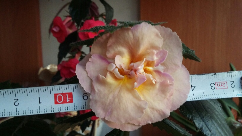 20150702_202928_resized.jpg