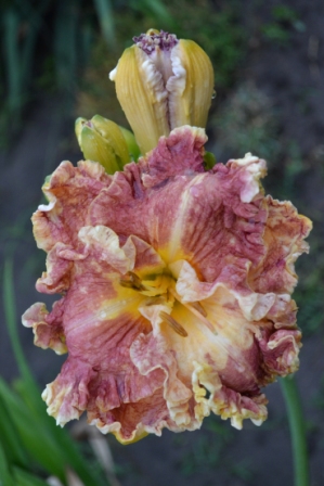 DSC_3091.JPG