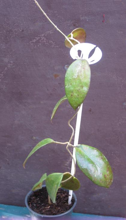Caudata.jpg