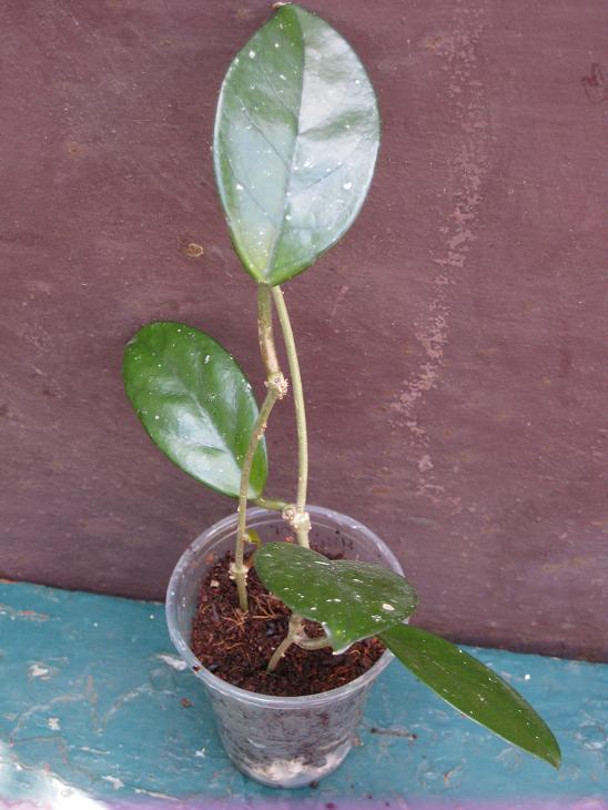 Carnosa cv. Spotted Leaf.jpg