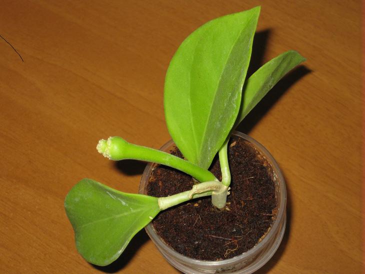 Pachyclada white corona.jpg