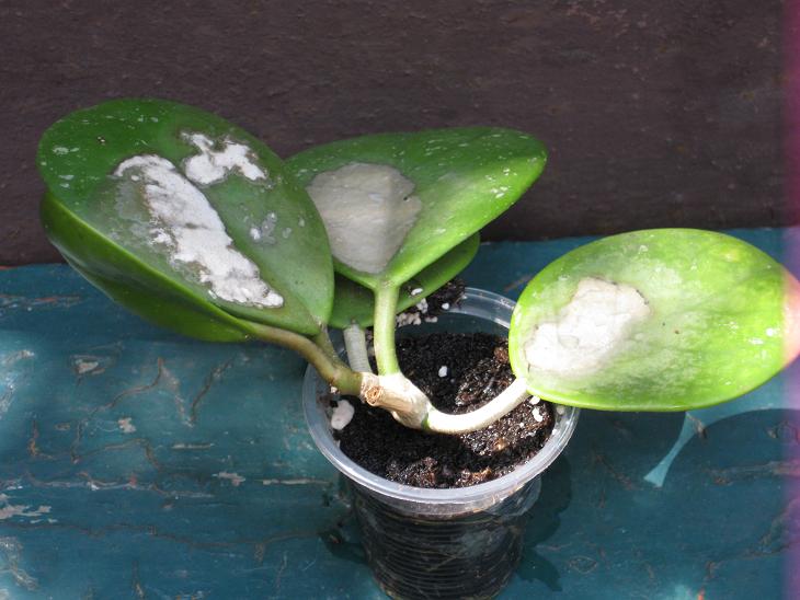 Obovata1.jpg