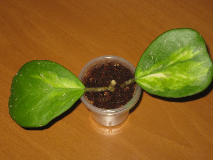 Obovata variegata.jpg