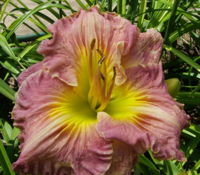 сеянец, 18 июля.jpg