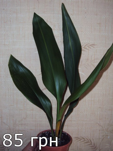 2b55e946301f.jpg