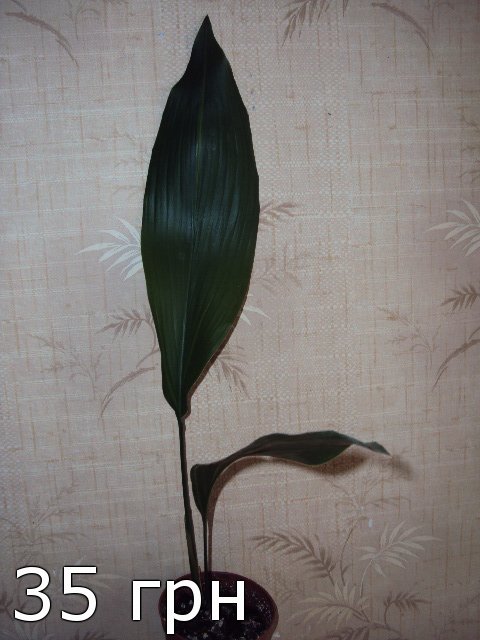 627d8b354632.jpg
