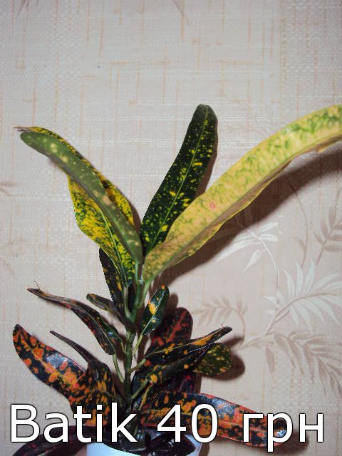 9ff230748b45.jpg