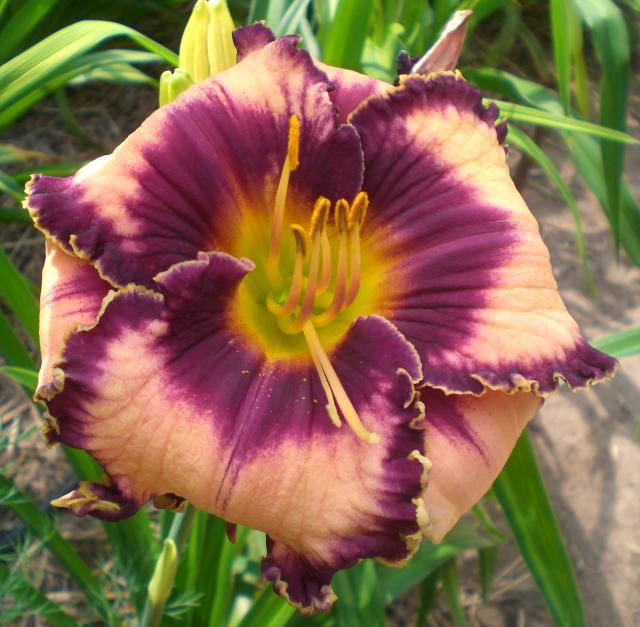 сеянец, 20 июля.jpg
