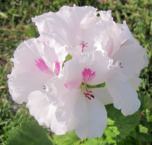 Пеларг1.jpg