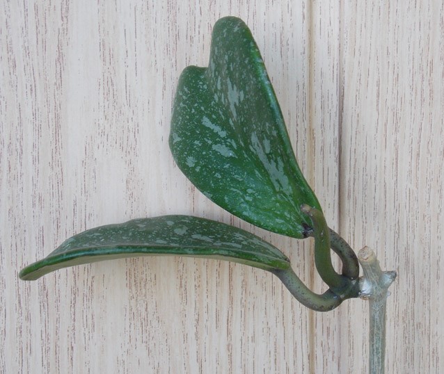 DSCN6840.jpg