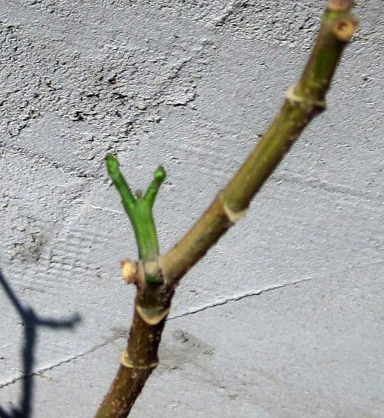 IMG_2524.JPG