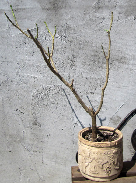 Tabernaemontana divaricata.JPG