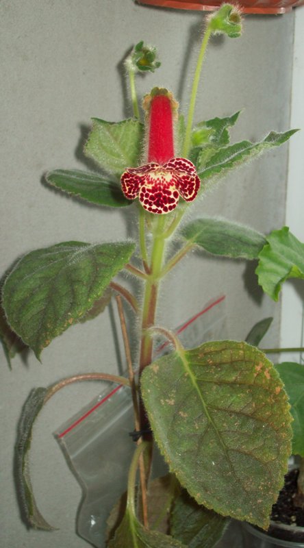 100_1029.JPG
