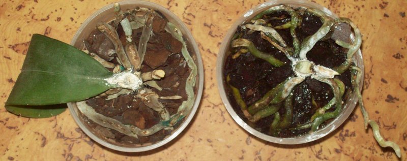 100_1044.JPG