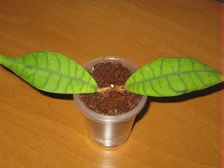 Callistophylla.jpg