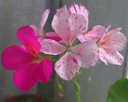 DSC_1908.JPG