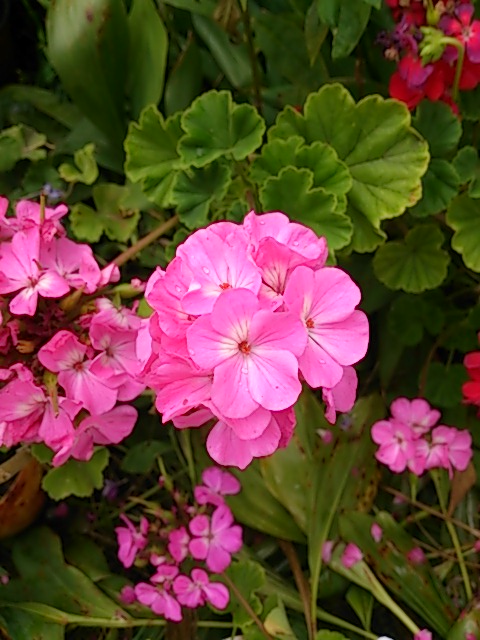 DSC_2033.jpg