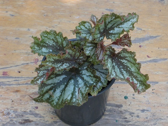 Begonia 'Orange County'.jpg